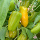 YELLOW SWEETIE-PEPPER