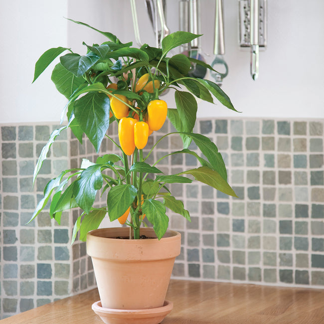 FRESH BITES YELLOW-PEPPER