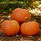 Front view of Bellatrix pumpkin showing round bright orange fruit with dark green stem on white background