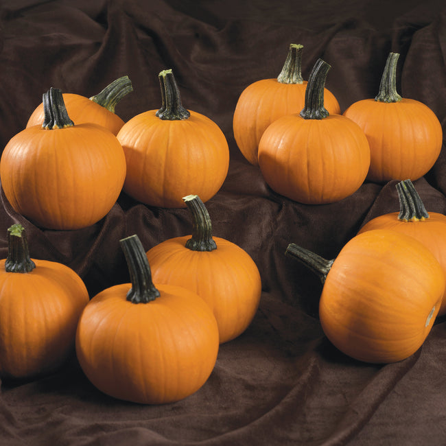 KANDY KORN PLUS-PUMPKIN