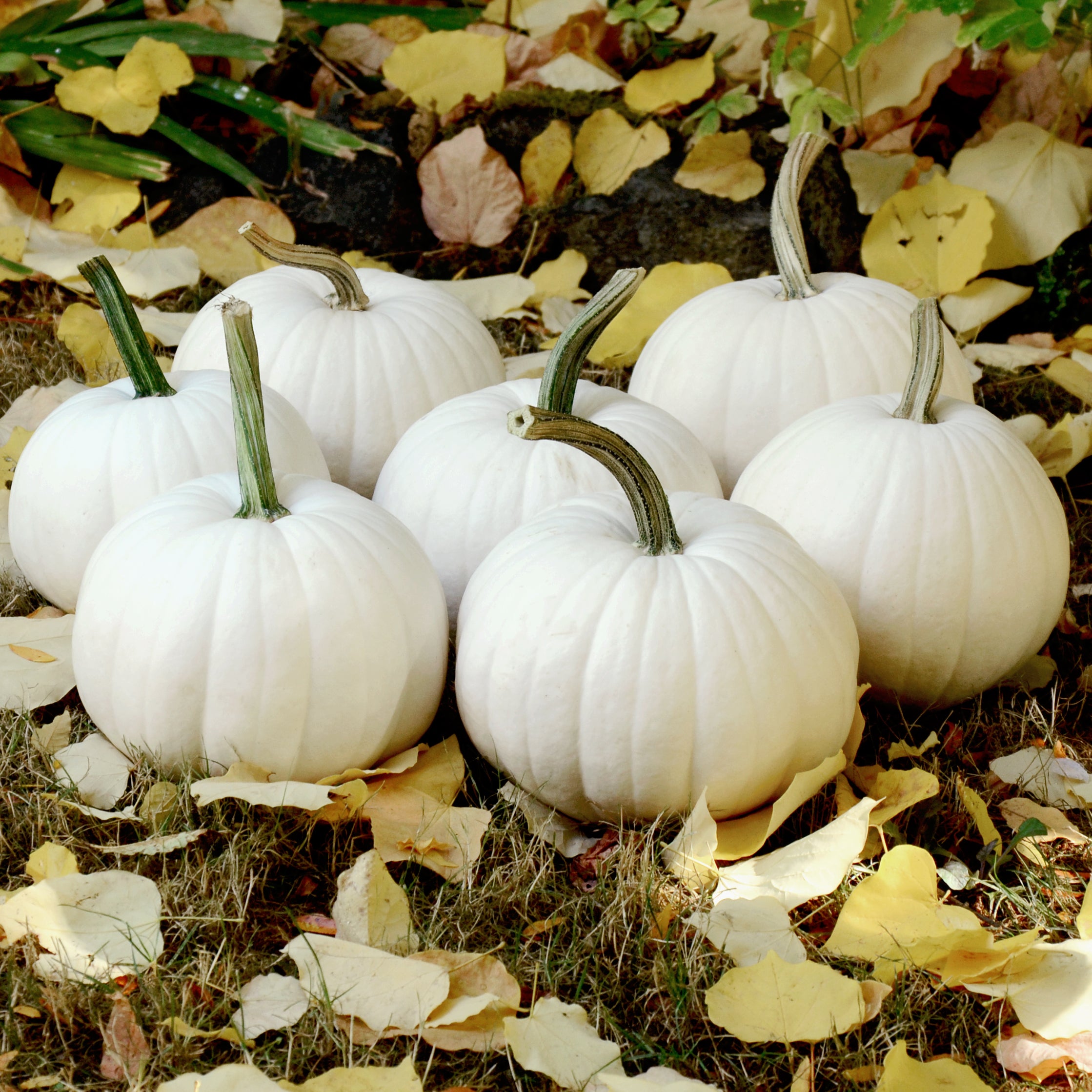 white pumpkin seeds for planting Blanco Pumpkin Seed 3 grams