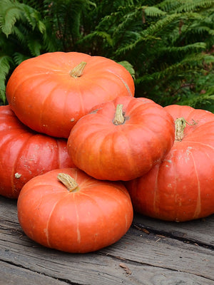 CINDERELLA (ROUGE VIF D’ETAMPES)-PUMPKIN