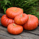 CINDERELLA (ROUGE VIF D’ETAMPES)-PUMPKIN