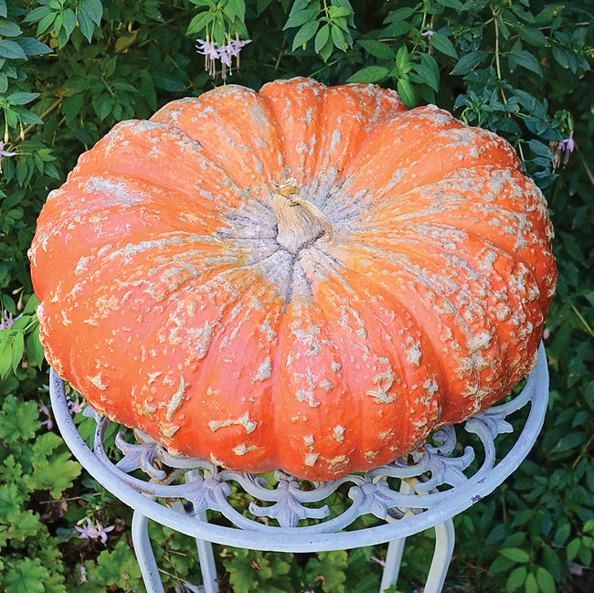 CINDERELLA (ROUGE VIF D’ETAMPES)-PUMPKIN