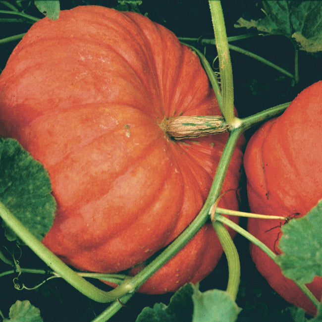 CINDERELLA (ROUGE VIF D’ETAMPES)-PUMPKIN