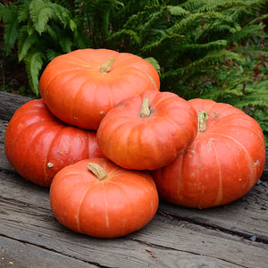 CINDERELLA (ROUGE VIF D’ETAMPES)-PUMPKIN