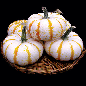 LIL' PUMP-KE-MON-PUMPKIN