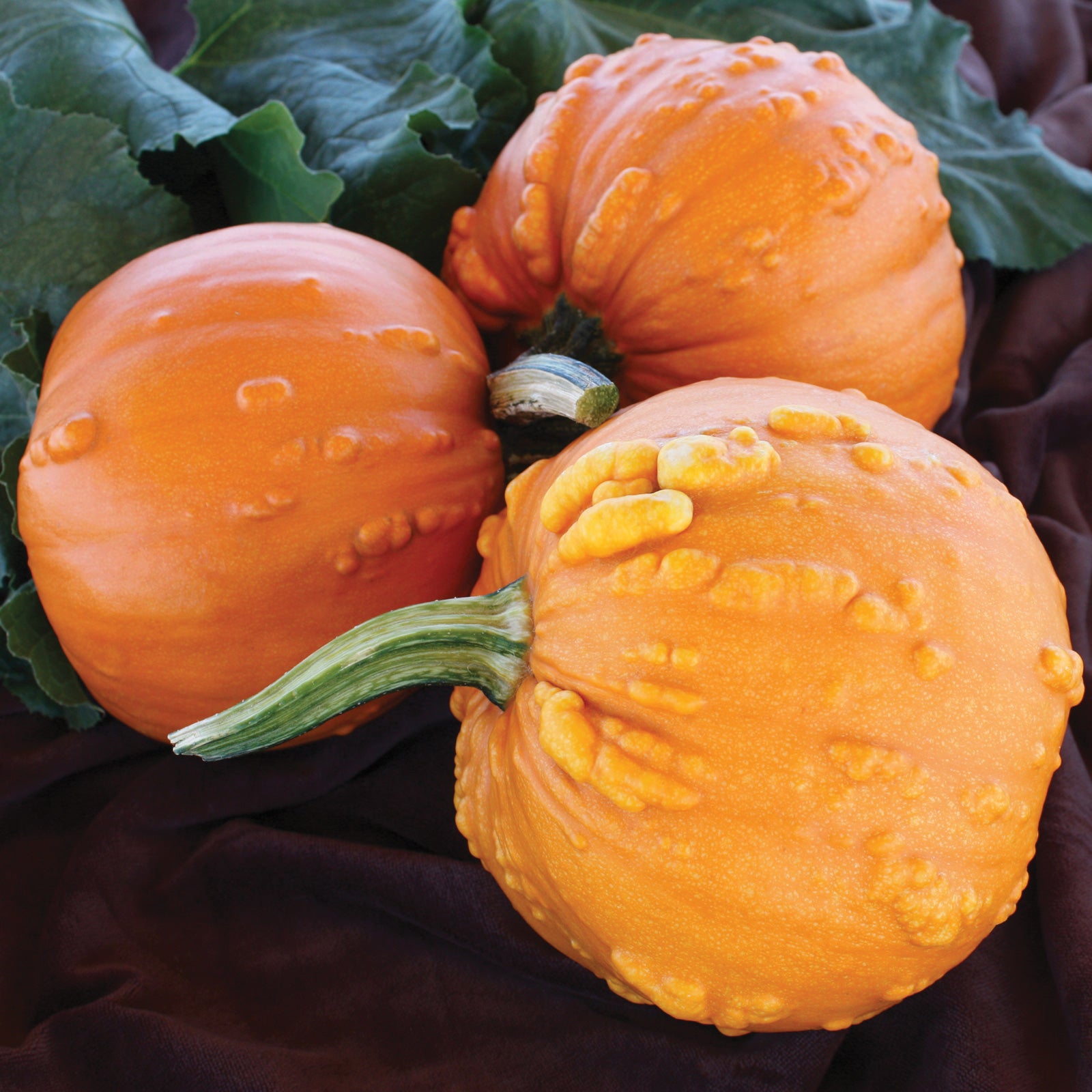 Toad Ornamental Pumpkin Seed