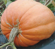 ATLANTIC GIANT-PUMPKIN
