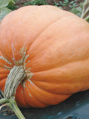ATLANTIC GIANT-PUMPKIN