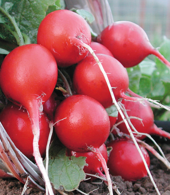Close-up of Cherry Belle radishes showing round cherry-red roots with white tips and leafy green tops on soil background