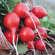 CHERRY BELLE-RADISH