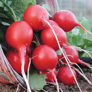 CHERRY BELLE-RADISH