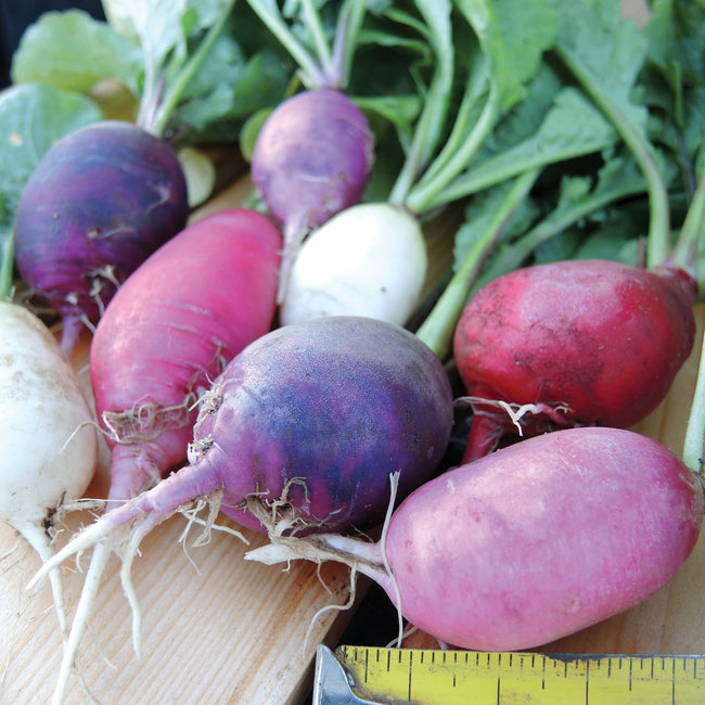 EASTER EGG II-RADISH