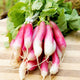 FRENCH BREAKFAST-RADISH