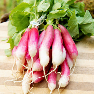 FRENCH BREAKFAST-RADISH