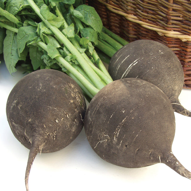 RUNDER SCHWARZER WINTER-RADISH