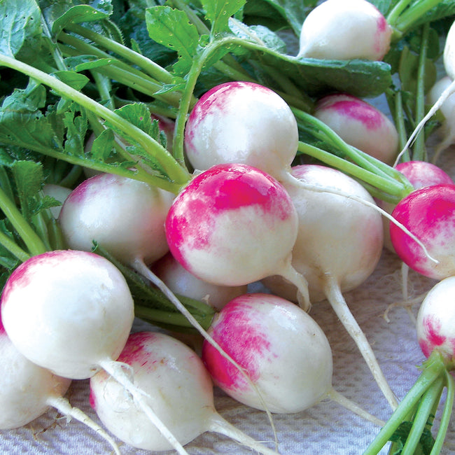 RED HEAD-RADISH
