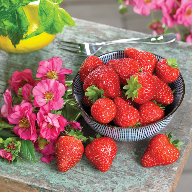 SUMMER BREEZE CHERRY BLOSSOM-STRAWBERRY