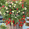 Close-up of Rainbow Treasure strawberry plant showing multicolored white, pink, and deep-rose flowers and ripe red berries in a hanging basket