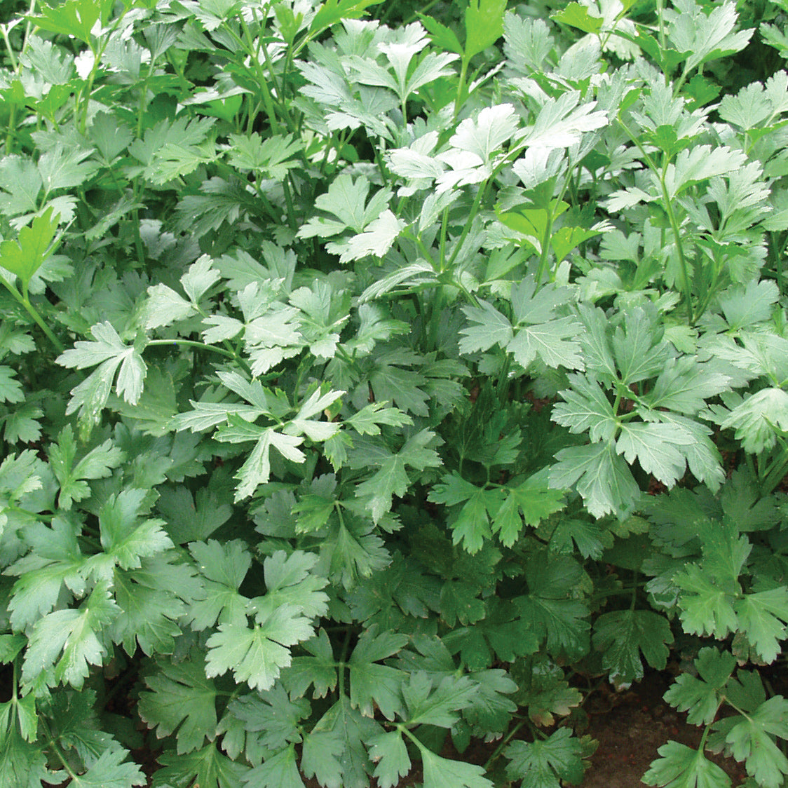 Laika Parsley Seed Disk | SEED DISK / 3 disks | Territorial Seed