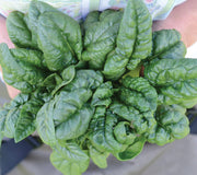 BLOOMSDALE SAVOY-SPINACH