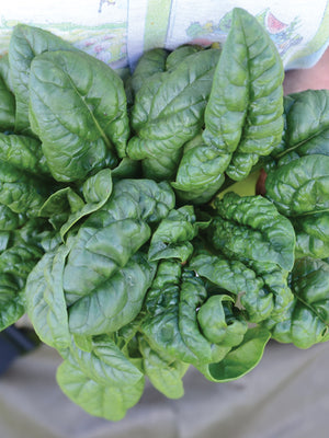 BLOOMSDALE SAVOY-SPINACH