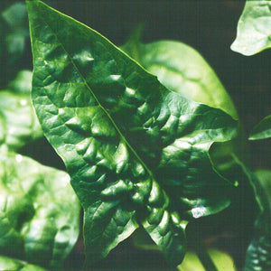 BLOOMSDALE SAVOY-SPINACH