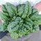 BLOOMSDALE SAVOY-SPINACH