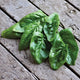 GIANT WINTER-SPINACH