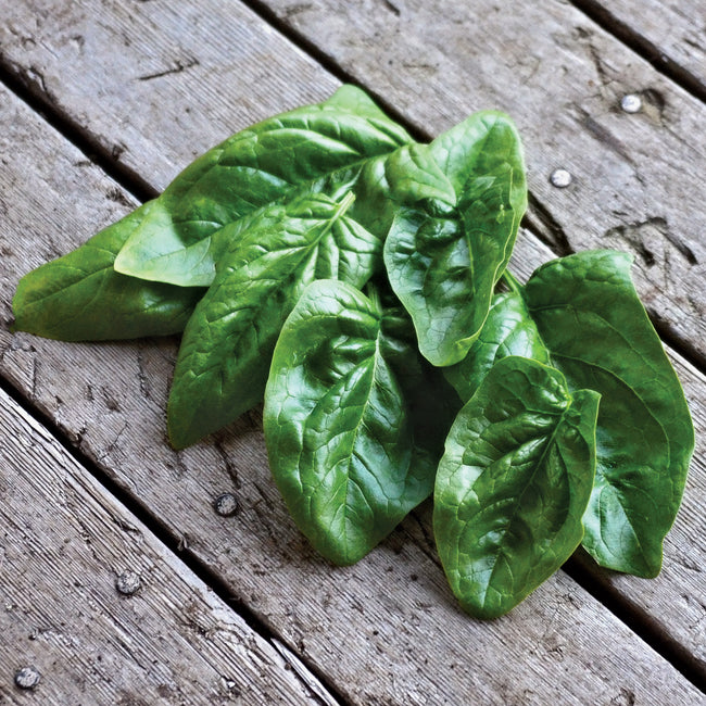 GIANT WINTER-SPINACH