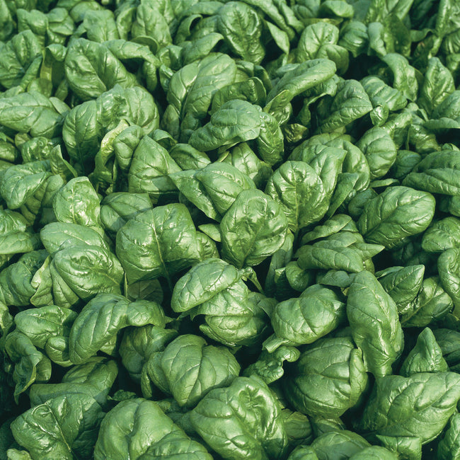 PALCO-SPINACH