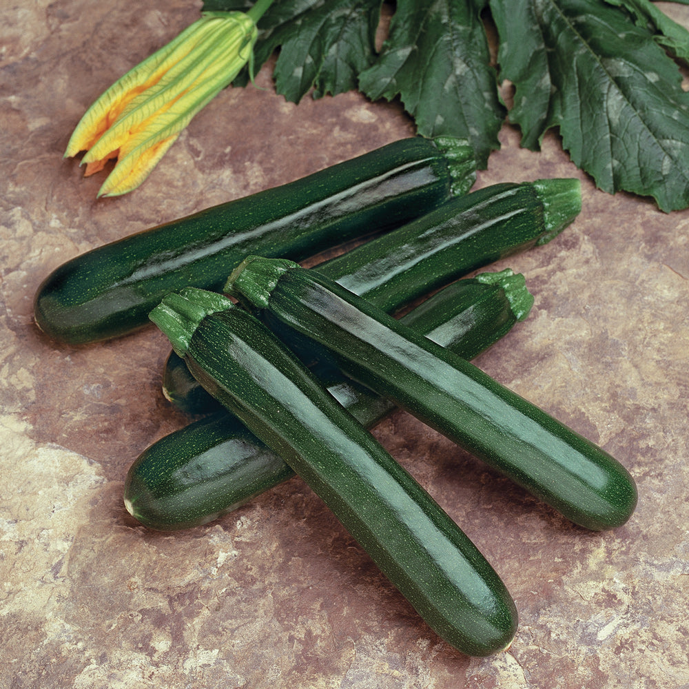 Territorial Seed Company Noche Zucchini Summer Squash