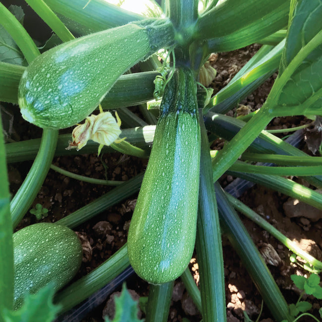 MEXICANA-SQUASH SUMMER