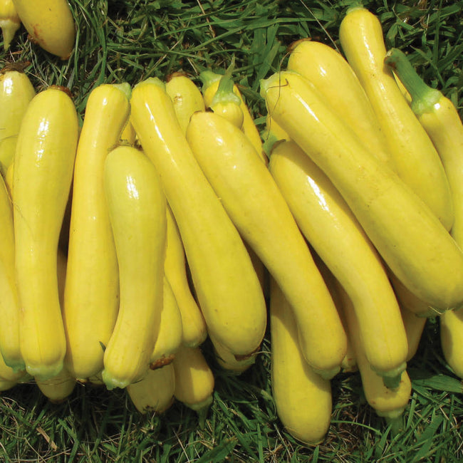 SLICK PIK® YS 26-SQUASH SUMMER