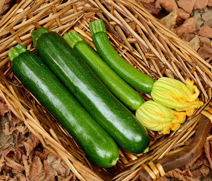 CASH MACHINE-SQUASH SUMMER