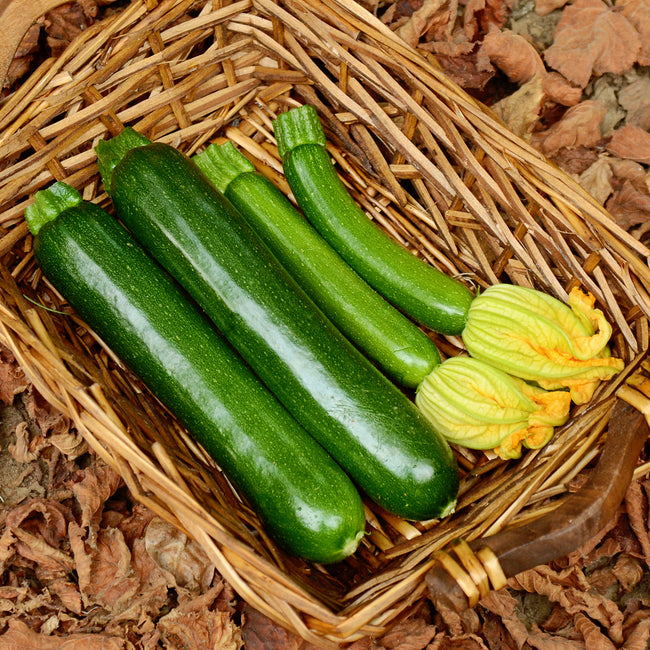 CASH MACHINE-SQUASH SUMMER