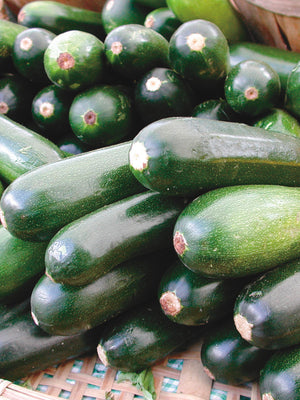 BLACK BEAUTY-SQUASH SUMMER