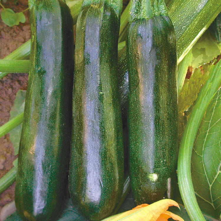Territorial Seed Company Black Beauty Summer Squash - Thumbnail 2