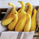 YELLOW CROOKNECK-SQUASH SUMMER