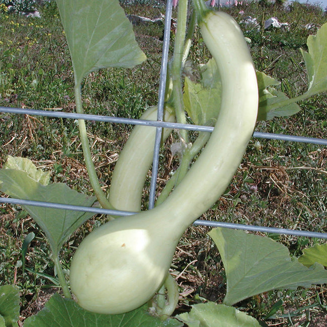 TROMBONCINO-SQUASH SUMMER