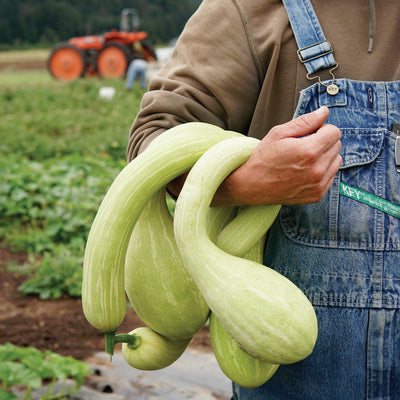 TROMBONCINO-SQUASH SUMMER