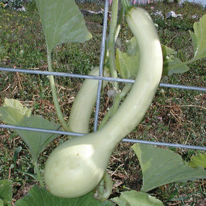 TROMBONCINO-SQUASH SUMMER