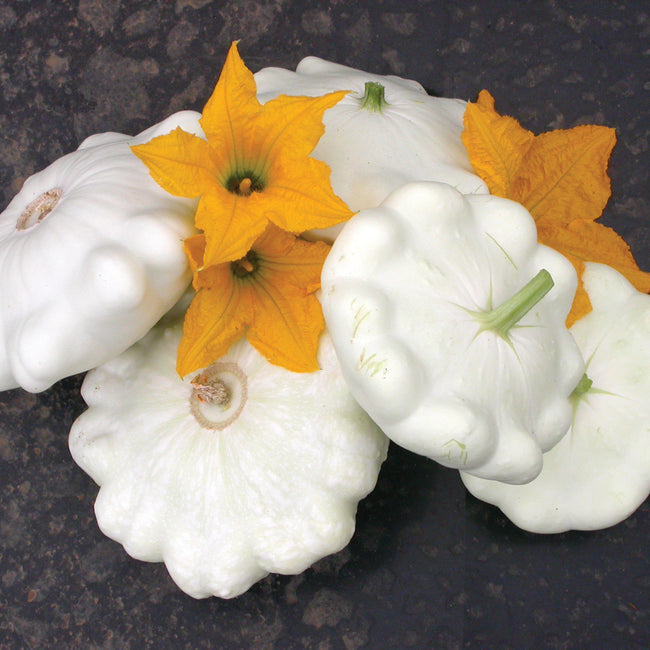 BENNING'S GREEN TINT-SQUASH SUMMER