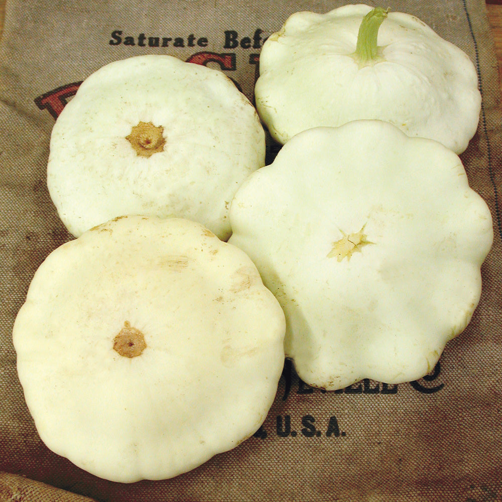 Benning's Green Tint Summer Squash - Thumbnail 3