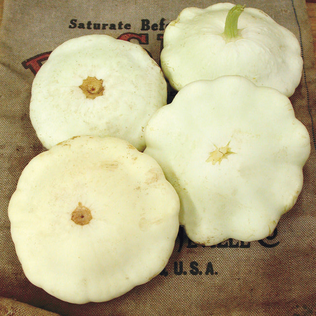 BENNING'S GREEN TINT-SQUASH SUMMER