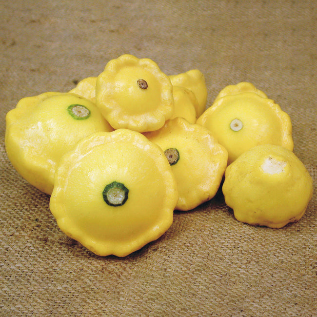 SUNBURST-SQUASH SUMMER