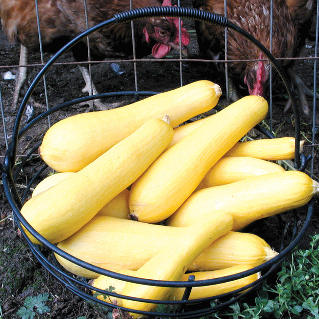 SUPERPIK-SQUASH SUMMER