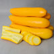 YELLOWFIN-SQUASH SUMMER