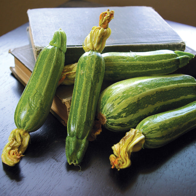 BUSH BABY-SQUASH SUMMER